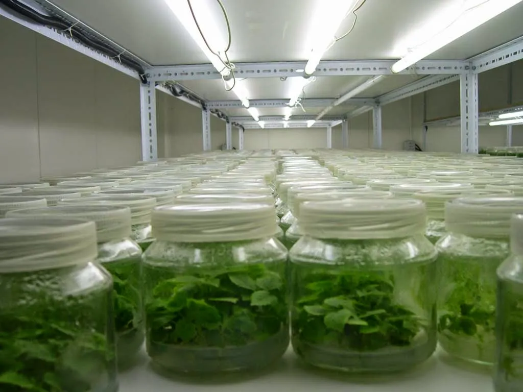 Imagen de vitroplantas en su medio de cultivo